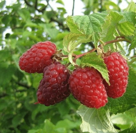 Raspberry Patricia: planting and care