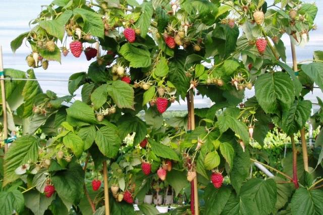 Raspberry Patricia: planting and care