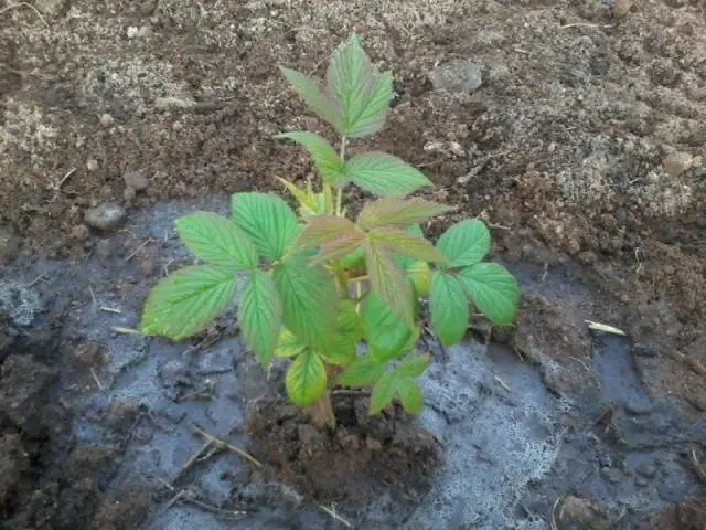 Raspberry Patricia: planting and care