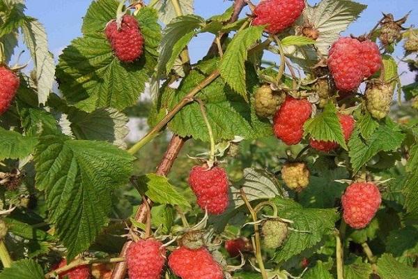 Raspberry Patricia: planting and care