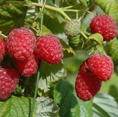 Raspberry Peresvet