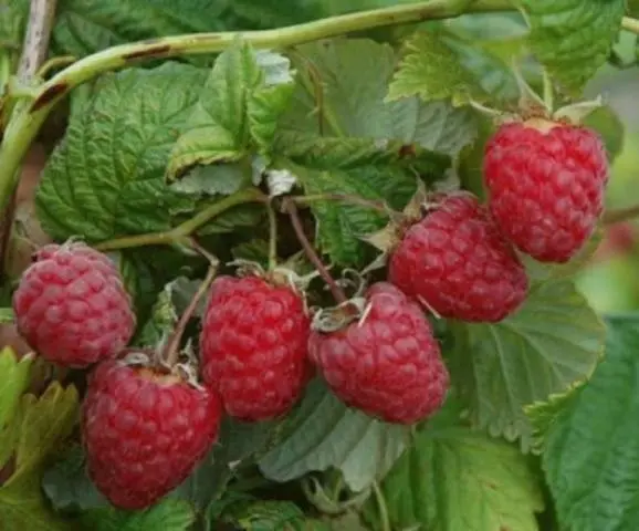 Raspberry Peresvet