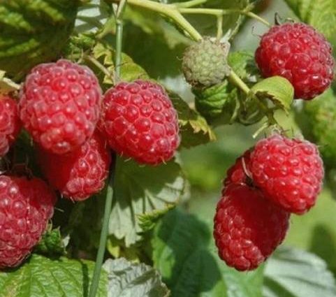 Raspberry Peresvet