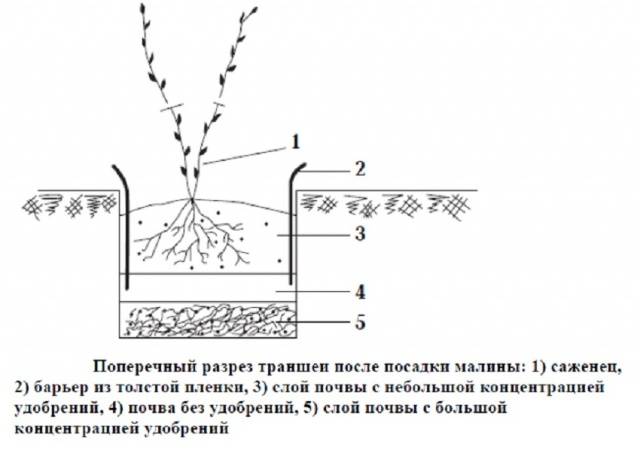 Raspberry Peresvet