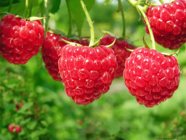 Raspberry Polana