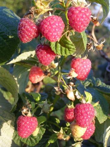 Raspberry Polana