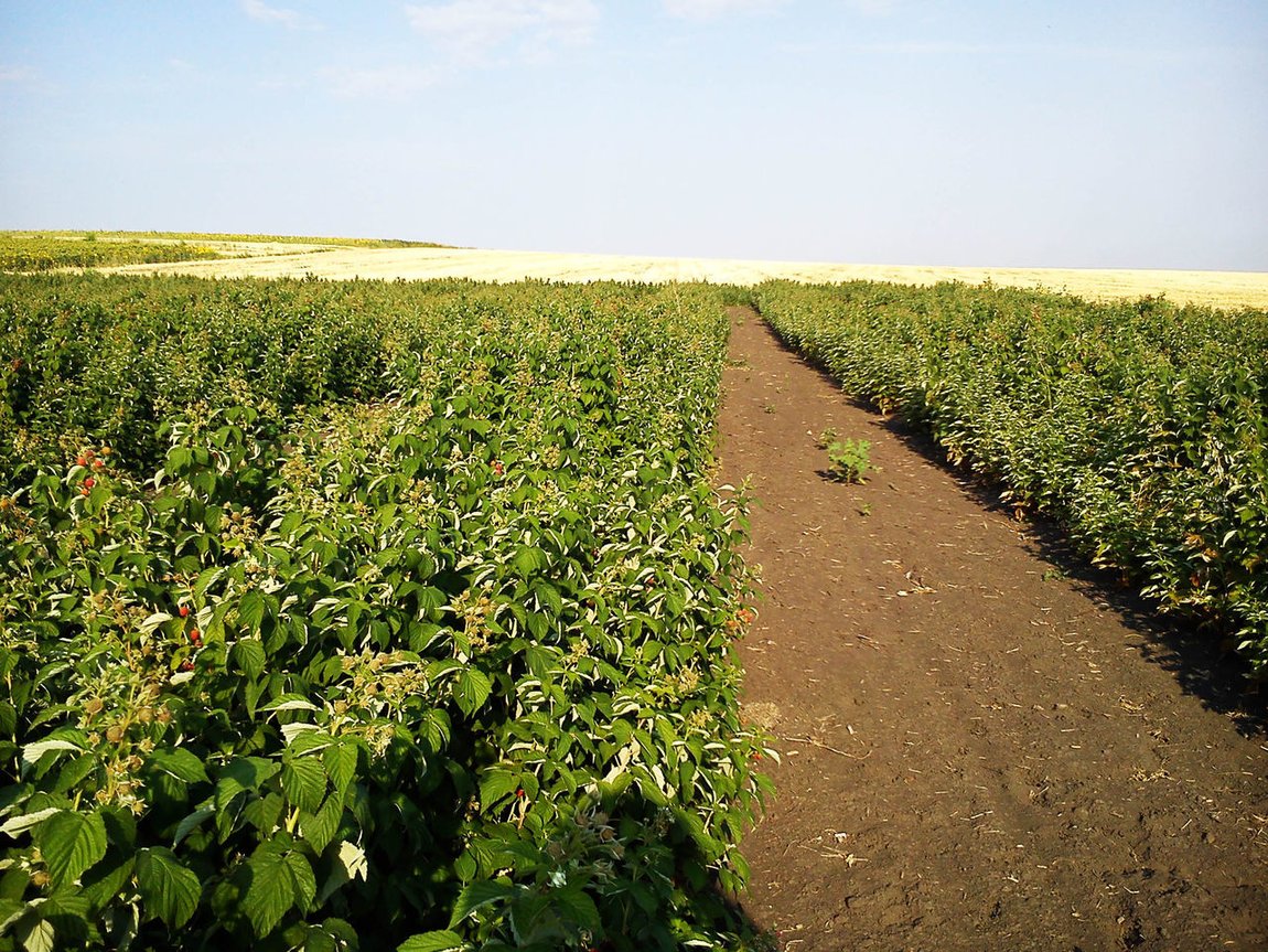 Raspberry Polana: selection, description of the bush and berries, photo, varietal characteristics + rules for planting and successful cultivation