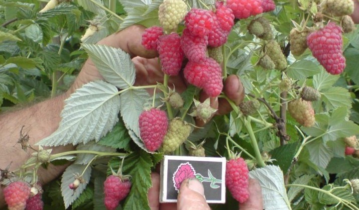 Raspberry Polana: selection, description of the bush and berries, photo, varietal characteristics + rules for planting and successful cultivation