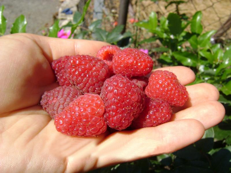 Raspberry Polana: selection, description of the bush and berries, photo, varietal characteristics + rules for planting and successful cultivation