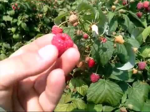 Raspberry Polana: selection, description of the bush and berries, photo, varietal characteristics + rules for planting and successful cultivation