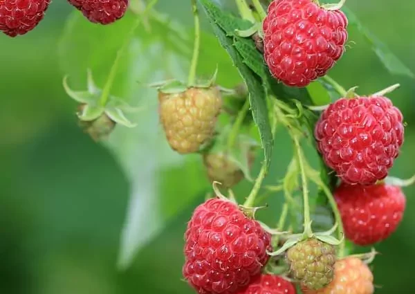 Raspberry Polana: selection, description of the bush and berries, photo, varietal characteristics + rules for planting and successful cultivation