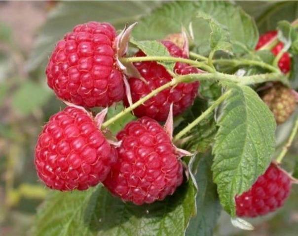 Raspberry Polka (Shelf): planting and care