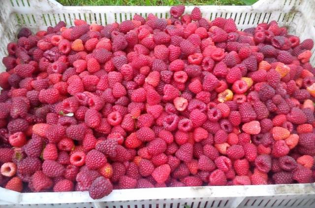 Raspberry Polka (Shelf): planting and care