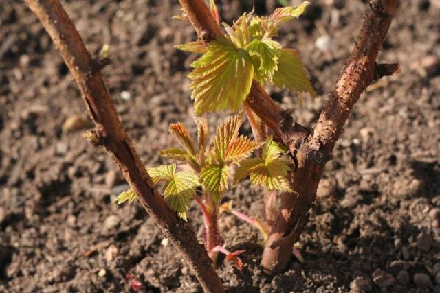 Raspberry Polka (Shelf): planting and care