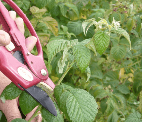 Raspberry Polka (Shelf): planting and care