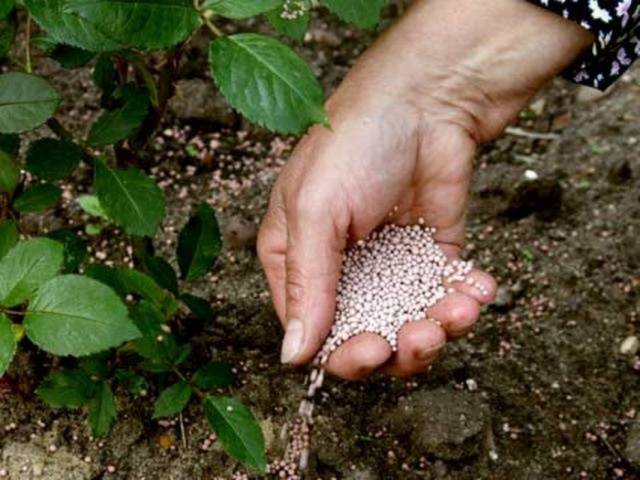 Raspberry Polka (Shelf): planting and care