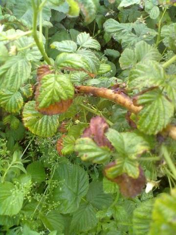 Raspberry Polka (Shelf): planting and care