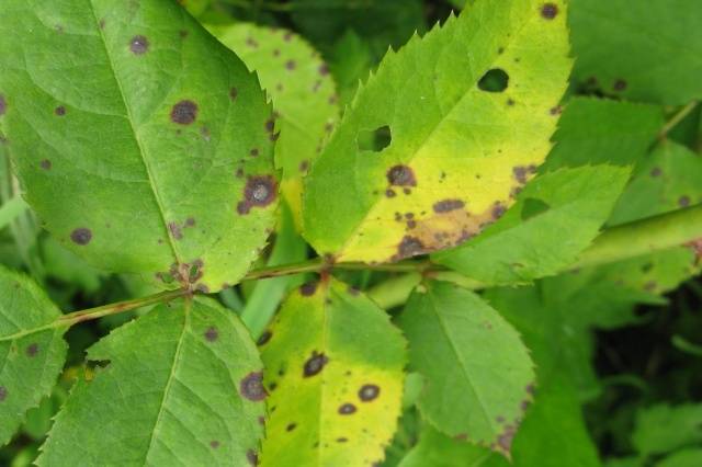 Raspberry Polka (Shelf): planting and care