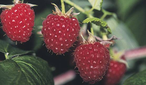 Raspberry Pride of Our Country: reviews of gardeners