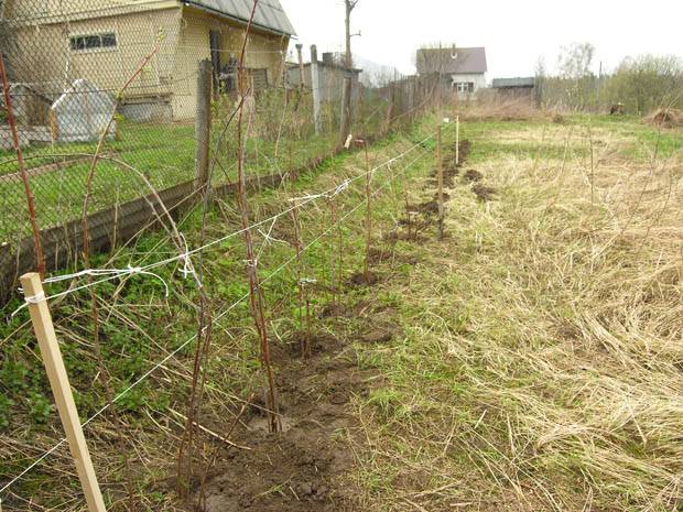 Raspberry Pride of Our Country: reviews of gardeners