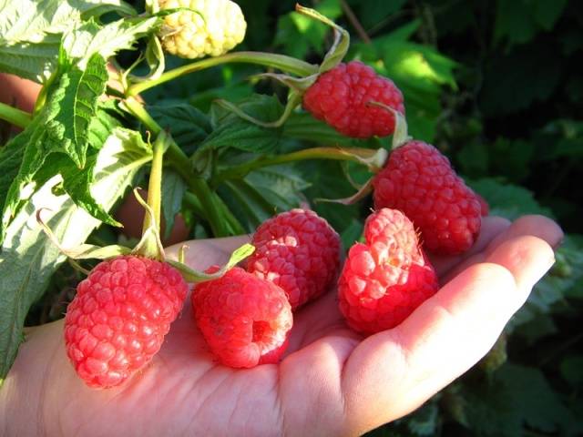 Raspberry Pride of Our Country: reviews of gardeners