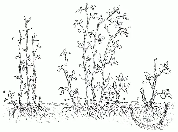 Raspberry pruning in spring is the key to a good and stable harvest