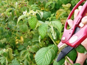 Raspberry pruning in spring is the key to a good and stable harvest