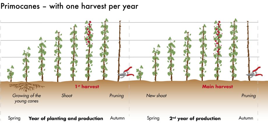 Raspberry pruning in spring is the key to a good and stable harvest