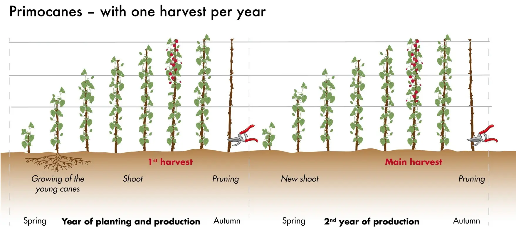 Raspberry pruning in spring is the key to a good and stable harvest