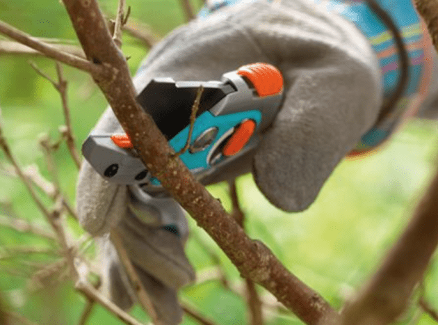 Raspberry pruning: instructions and recommendations for beginners