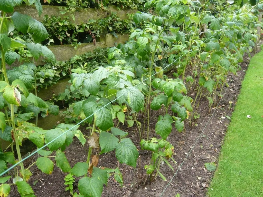 Raspberry pruning: instructions and recommendations for beginners