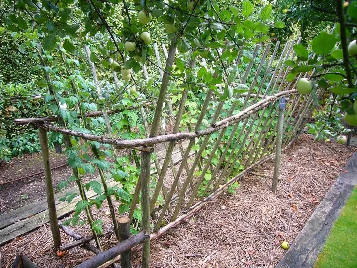 Raspberry pruning: instructions and recommendations for beginners