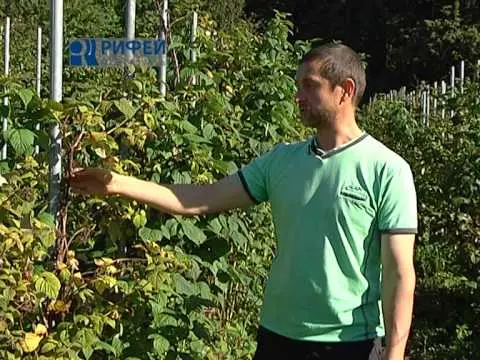 Raspberry pruning: instructions and recommendations for beginners