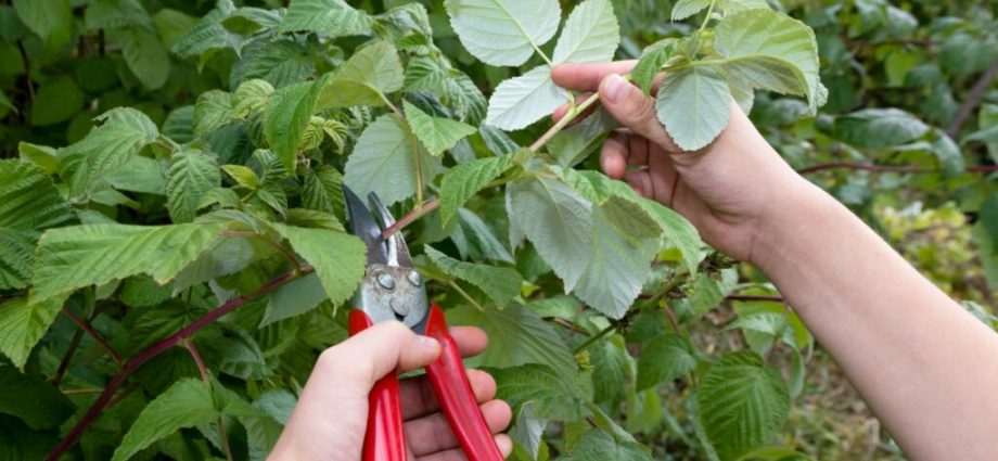 Raspberry pruning: instructions and recommendations for beginners