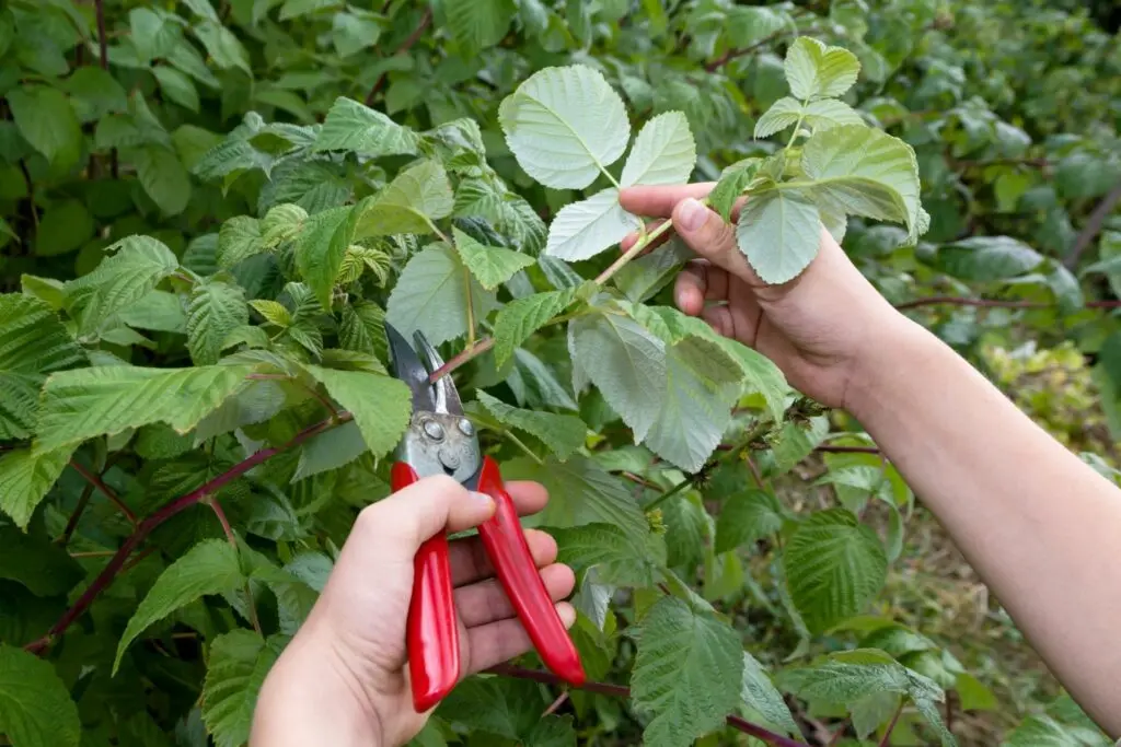 Raspberry pruning: instructions and recommendations for beginners