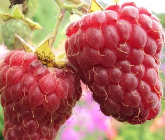 Raspberry remontant Nugget: variety description, photo, reviews of gardeners, video