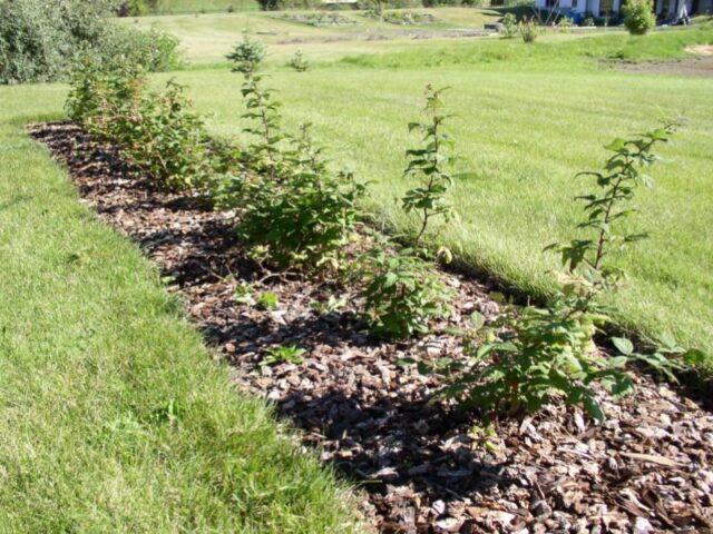 Raspberry remontant Nugget: variety description, photo, reviews of gardeners, video