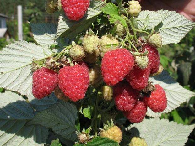 Raspberry remontant Taganka: planting and care