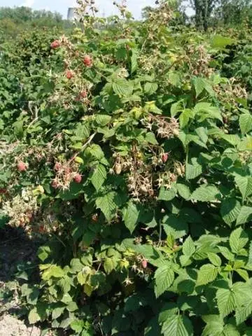 Raspberry remontant Taganka: planting and care