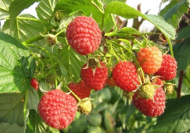 Raspberry remontant Taganka: planting and care