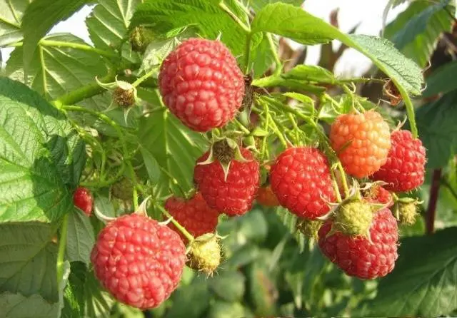 Raspberry remontant Taganka: planting and care