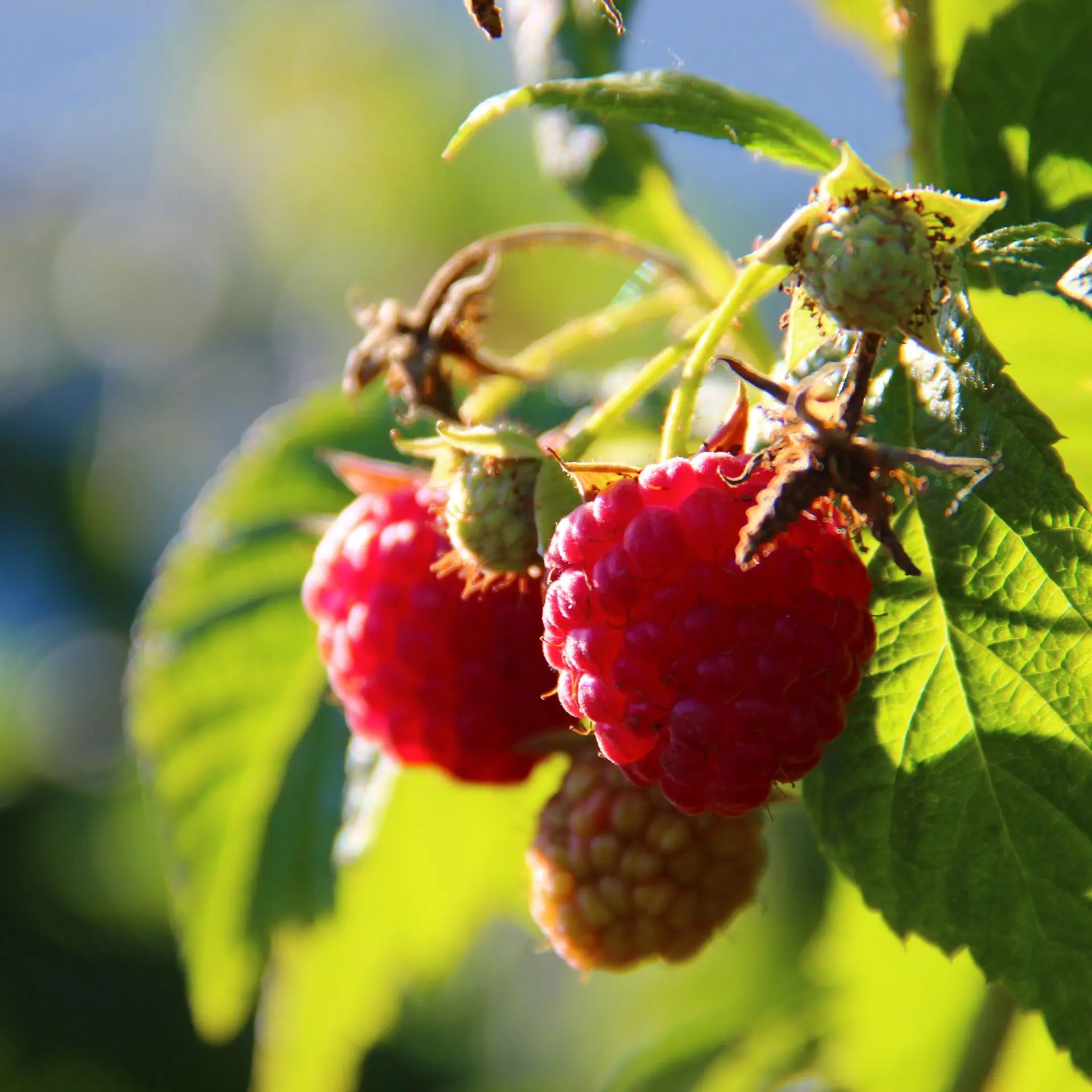 Raspberry remontant Taganka: planting and care