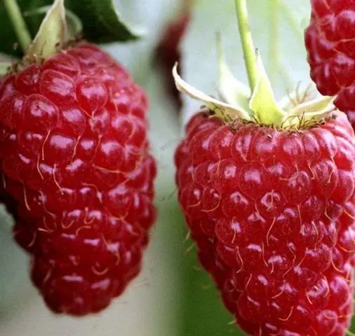 Raspberry Ruby Giant