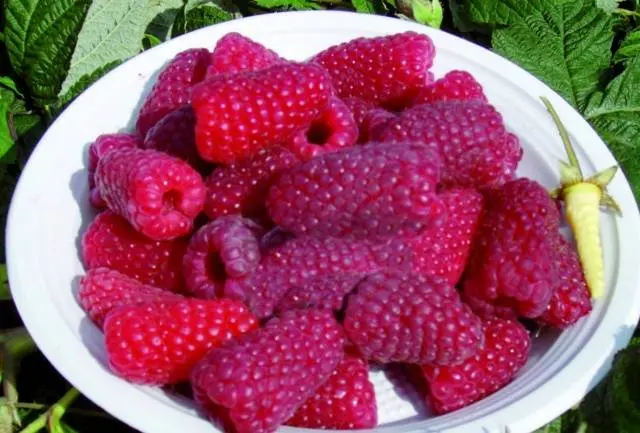 Raspberry Ruby Giant