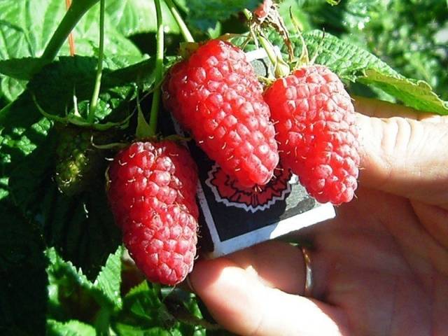 Raspberry Ruby Giant