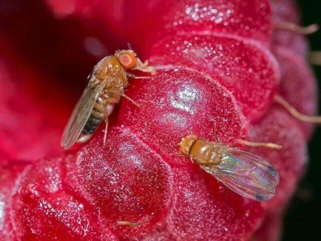 Raspberry stem fly: control methods, spring, summer, photo