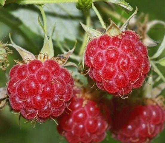 Raspberry stem fly: control methods, spring, summer, photo