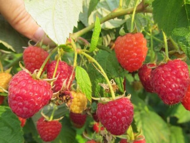 Raspberry stem fly: control methods, spring, summer, photo