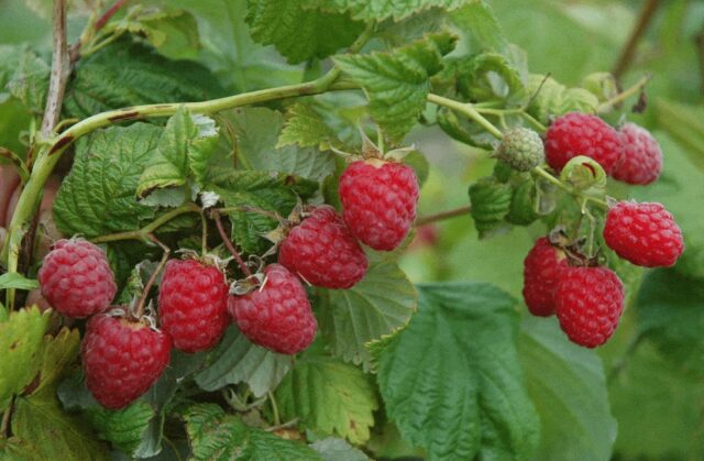 Raspberry stem fly: control methods, spring, summer, photo