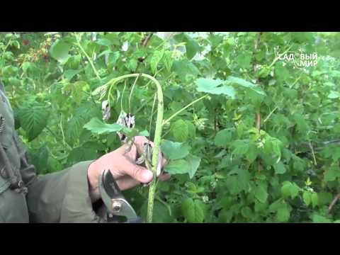 Raspberry stem fly: control methods, spring, summer, photo